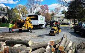 Best Tree Removal  in Harwood Heights, IL