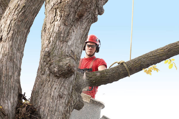 Tree and Shrub Care in Harwood Heights, IL